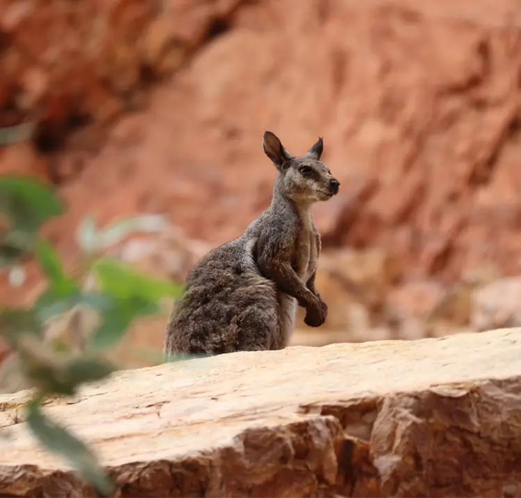 small kangaroo with a rocky and desert scene